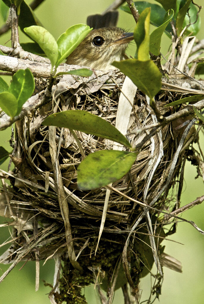 Bran-colored Flycatcher, identification, Reproduction-nesting