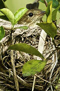 Bran-colored Flycatcher