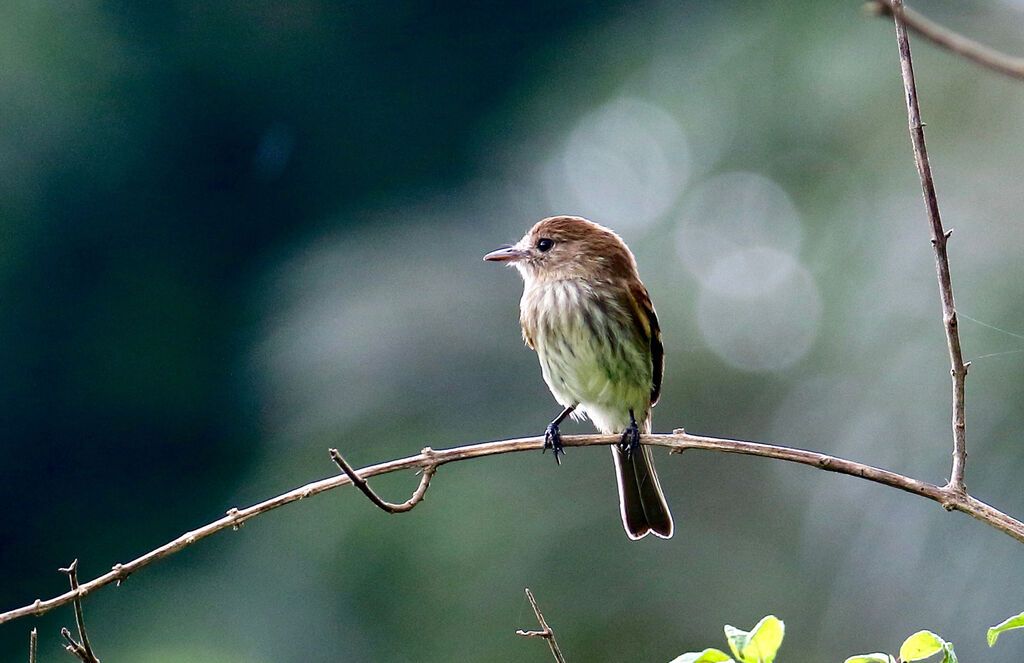 Bran-colored Flycatcheradult