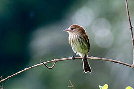 Bran-colored Flycatcher