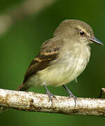 Fuscous Flycatcher