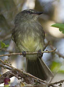 Fuscous Flycatcher