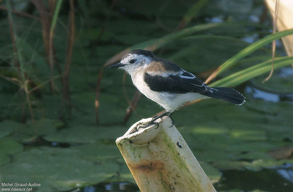 Pied Water Tyrantimmature