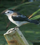 Pied Water Tyrant