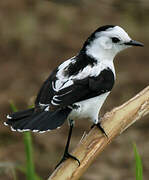 Pied Water Tyrant