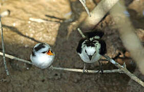 Pied Water Tyrant