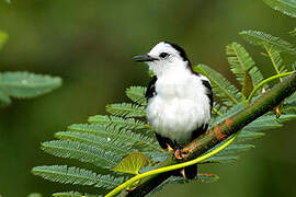 Pied Water Tyrant