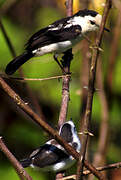 Pied Water Tyrant