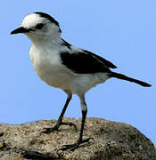 Pied Water Tyrant