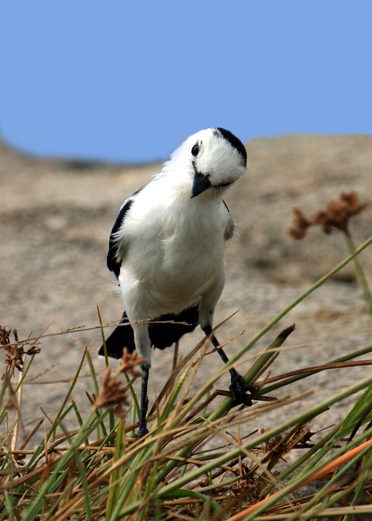 Pied Water Tyrant, identification