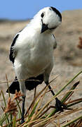 Pied Water Tyrant