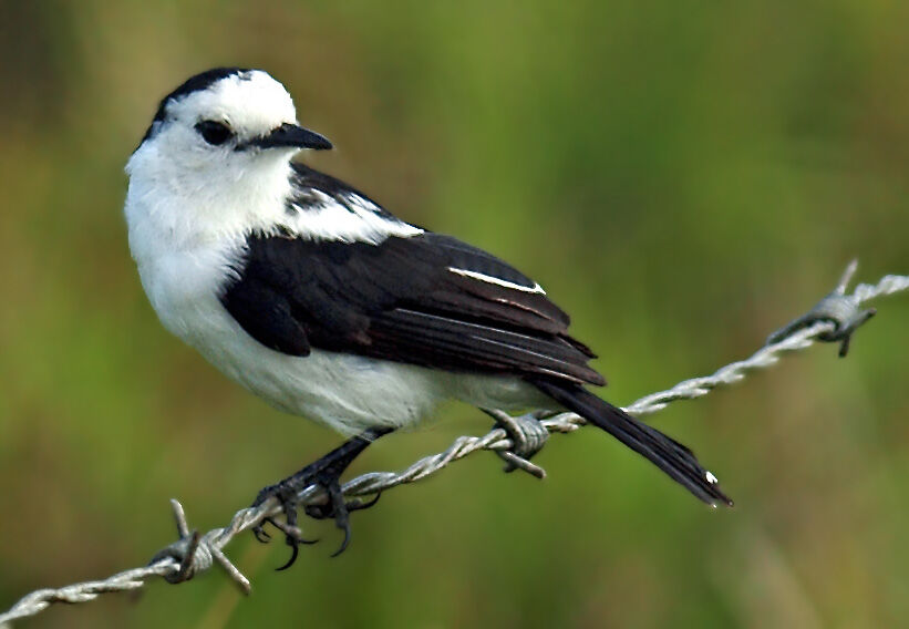 Pied Water Tyrant, identification