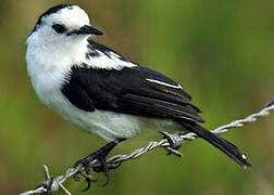 Pied Water Tyrant