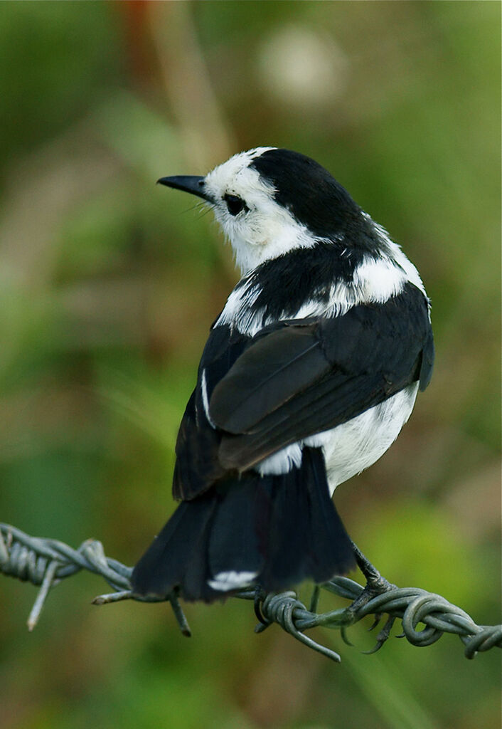 Pied Water Tyrant, identification