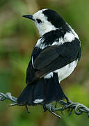 Pied Water Tyrant
