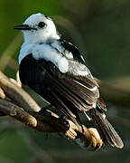 Pied Water Tyrant