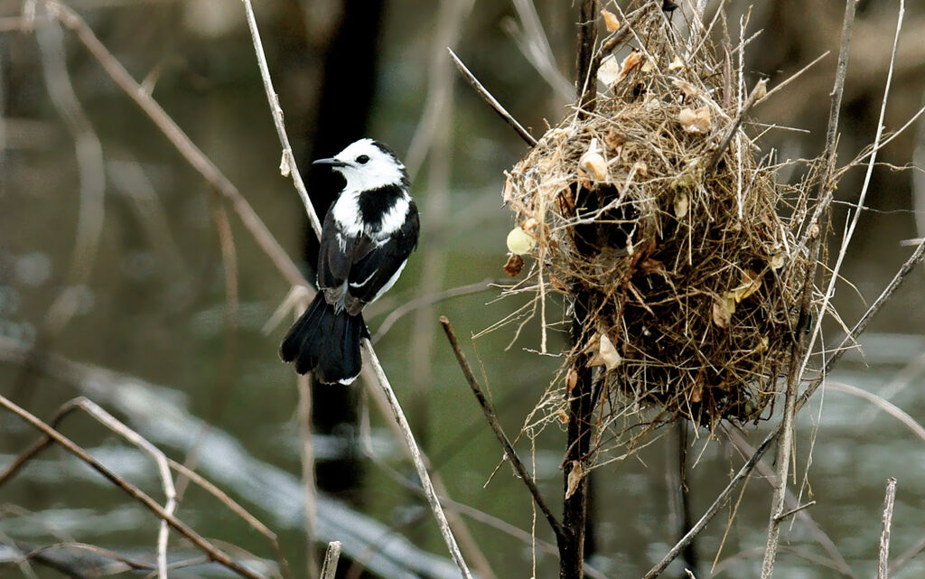 Pied Water Tyrant, Reproduction-nesting