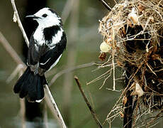 Pied Water Tyrant