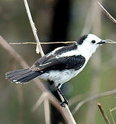 Pied Water Tyrant