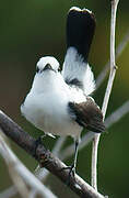 Pied Water Tyrant