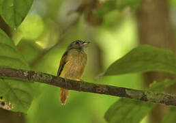 Ruddy-tailed Flycatcher