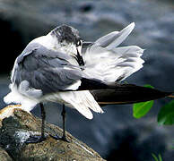 Laughing Gull