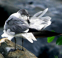 Mouette atricille