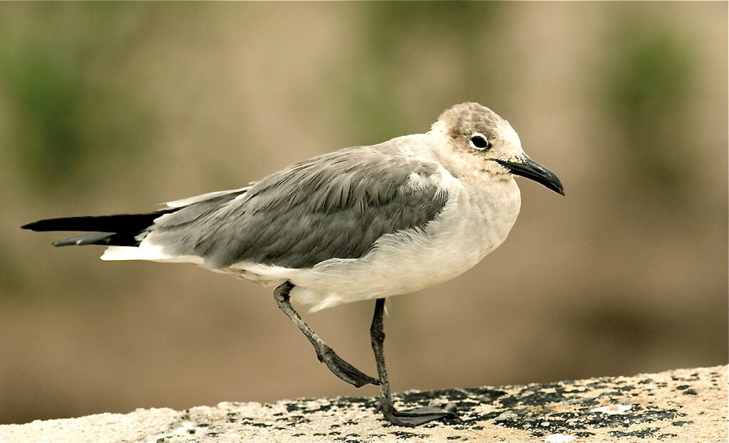 Mouette atricilleadulte internuptial