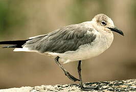 Mouette atricille