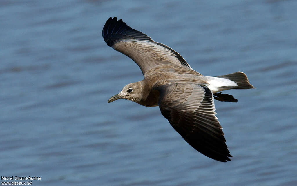 Mouette atricillejuvénile, pigmentation, Vol