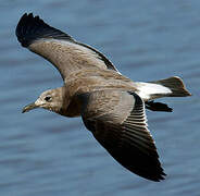 Mouette atricille