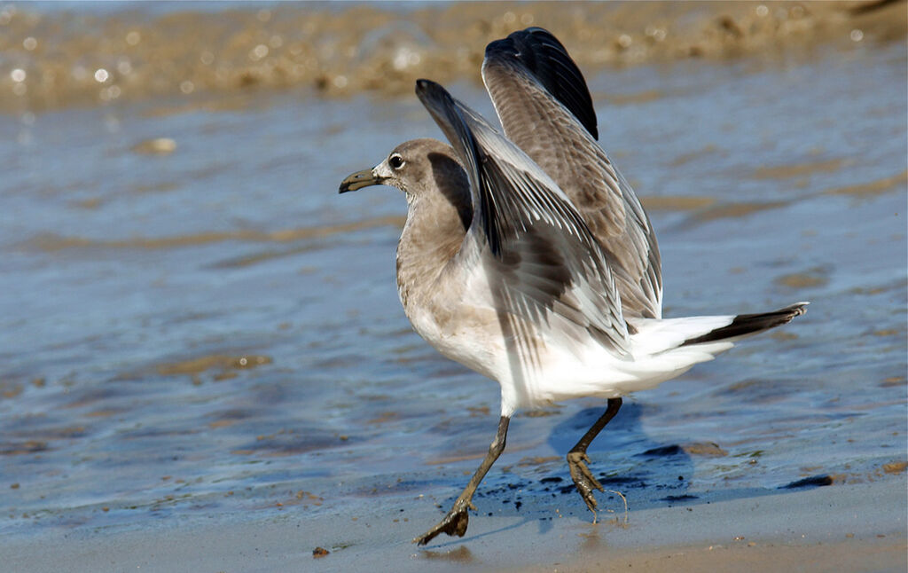 Mouette atricille1ère année, identification