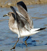 Mouette atricille