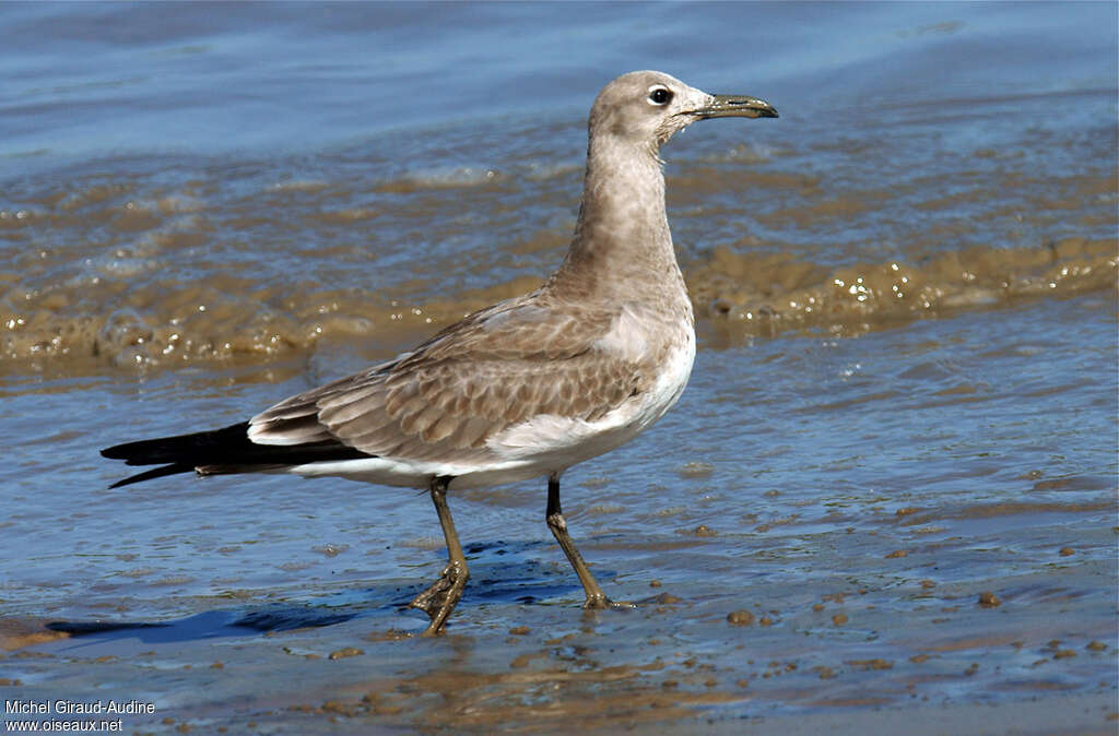 Mouette atricillejuvénile, identification