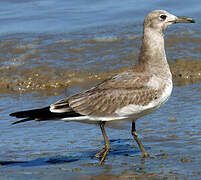 Mouette atricille