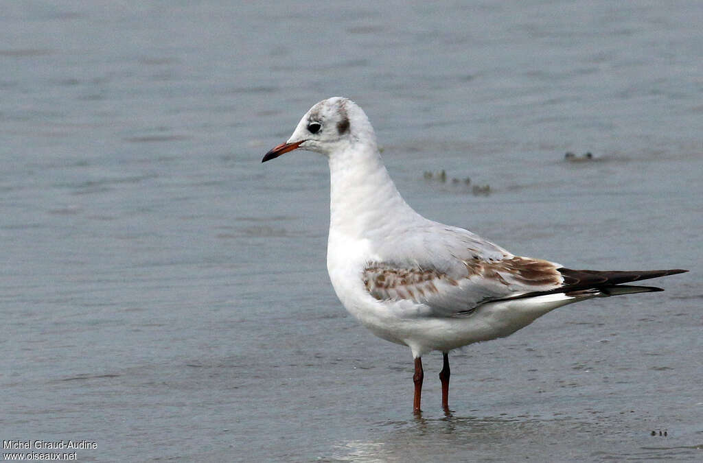 Black-headed GullSecond year, identification