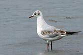 Mouette rieuse