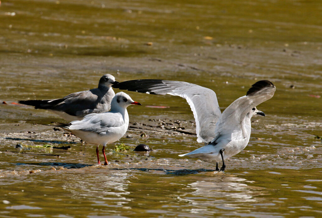 Mouette rieuseimmature