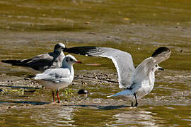 Mouette rieuse