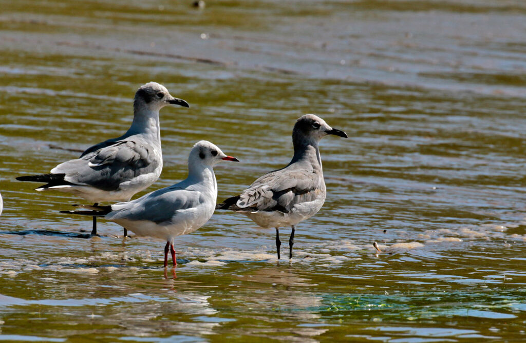 Mouette rieuseimmature