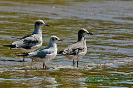 Mouette rieuse