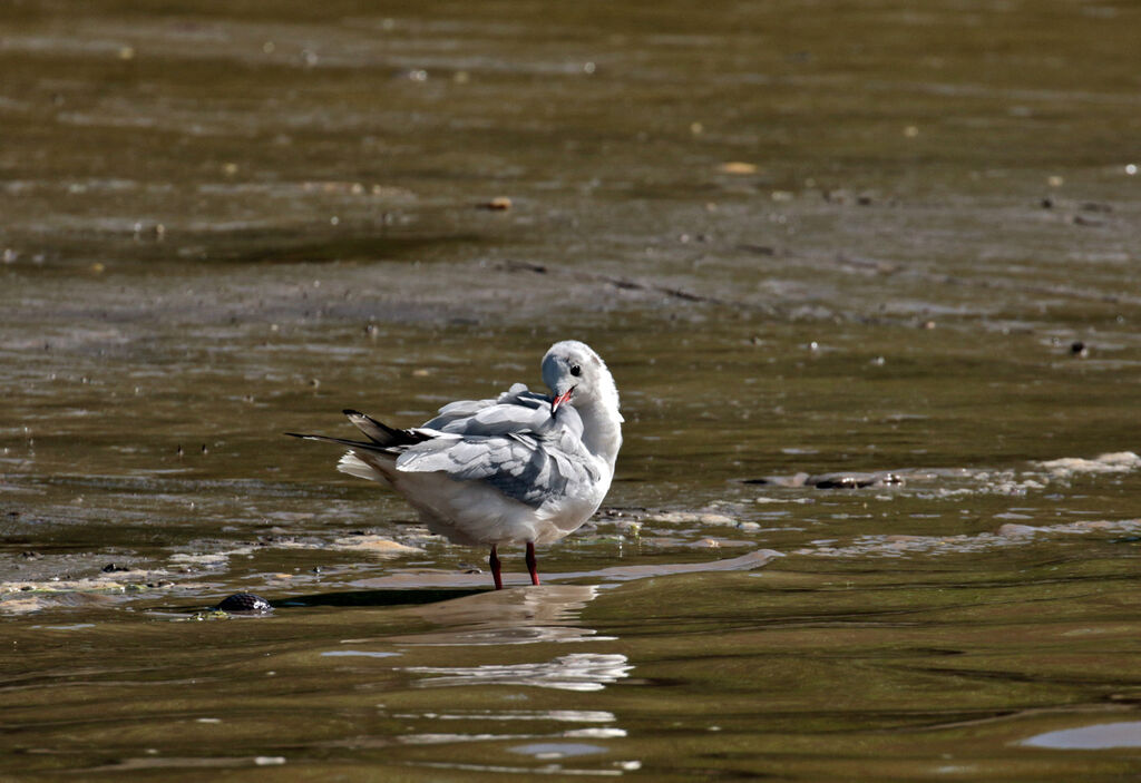 Mouette rieuseimmature