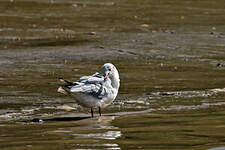 Mouette rieuse