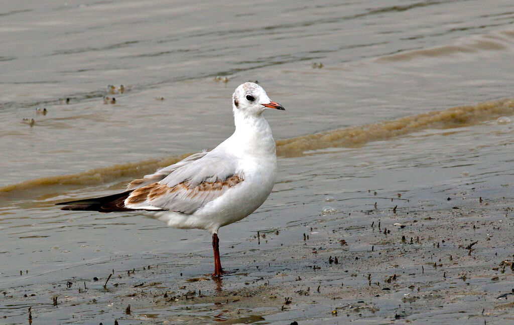 Mouette rieusejuvénile