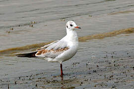 Mouette rieuse