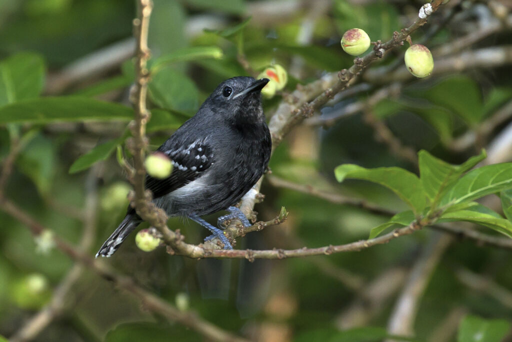 White-flanked Antwrenadult