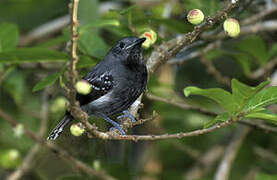 White-flanked Antwren