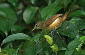 White-flanked Antwren