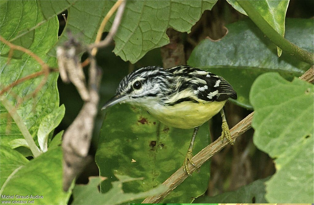 Pygmy Antwren male adult