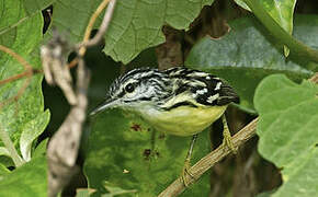 Pygmy Antwren